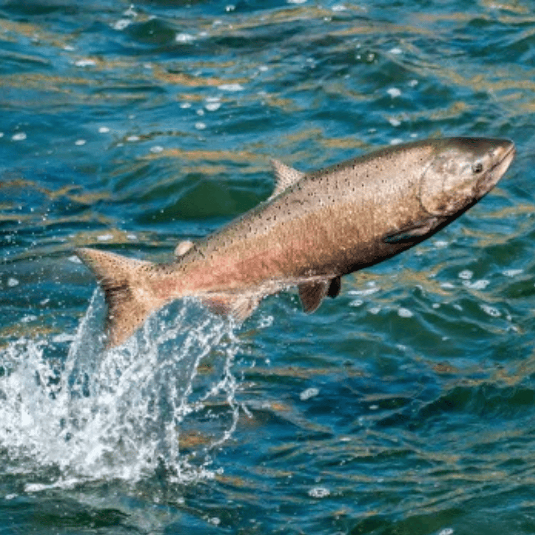 Salmon Complex skincare ingredient infographic